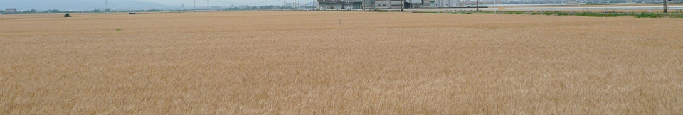 wheat